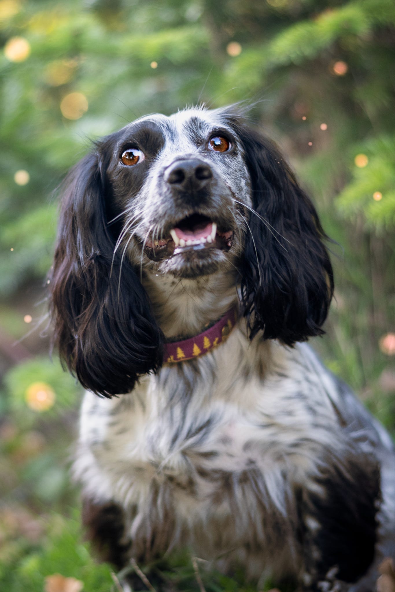 Fawn Hollow - Embossed Hound Collar