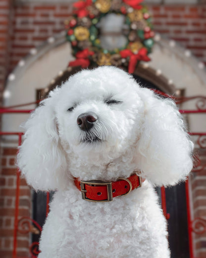 Holly Bush - Embossed Explorer Collar