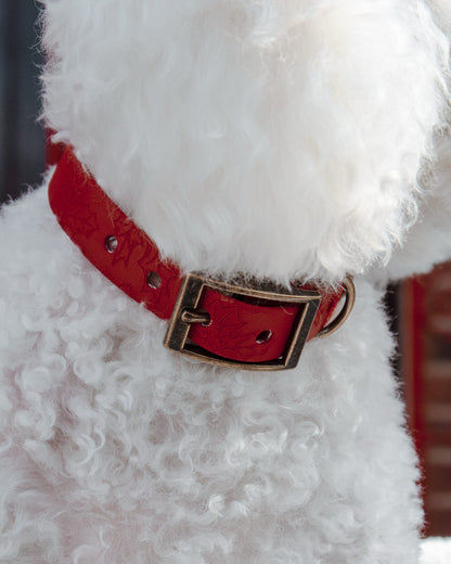 Holly Bush - Embossed Explorer Collar