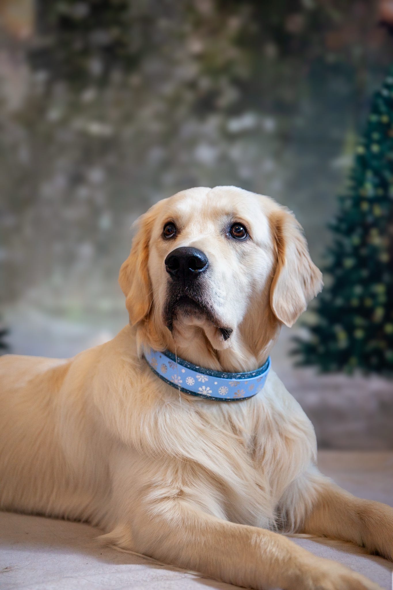 A Sprinkling of Snow - Embossed Hound Collar