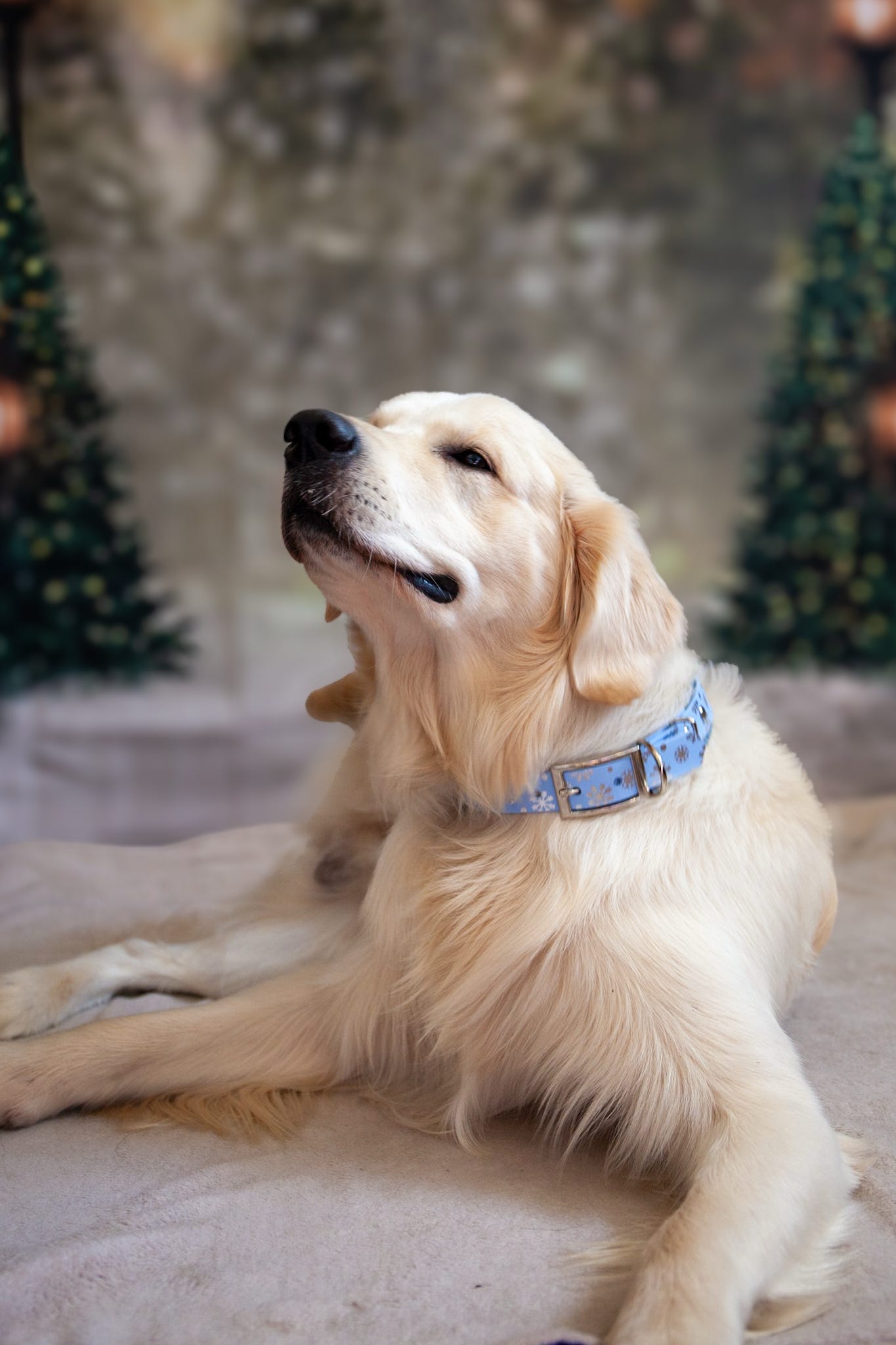 A Sprinkling of Snow - Embossed Hound Collar