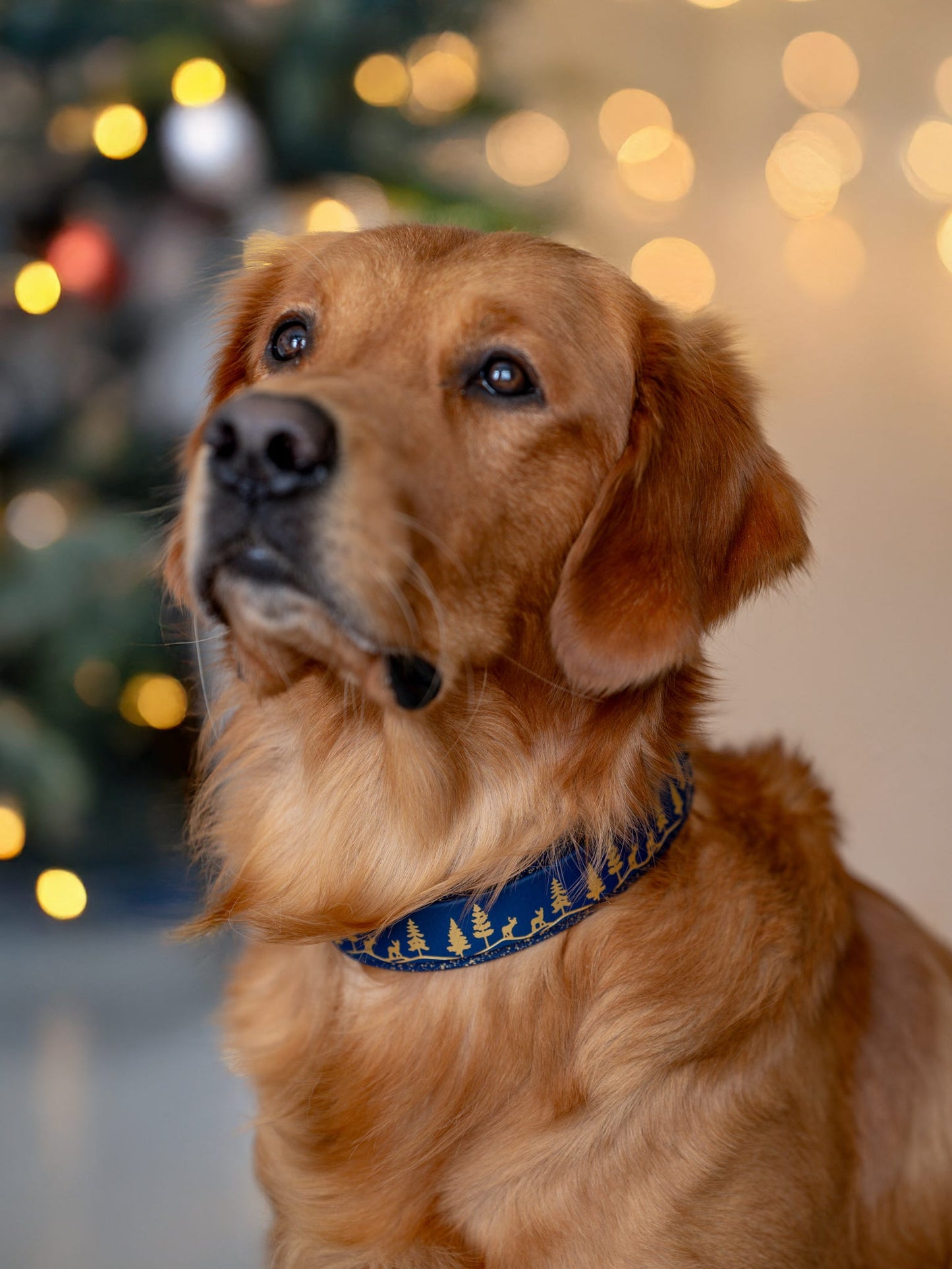 Fawn Hollow - Embossed Hound Collar