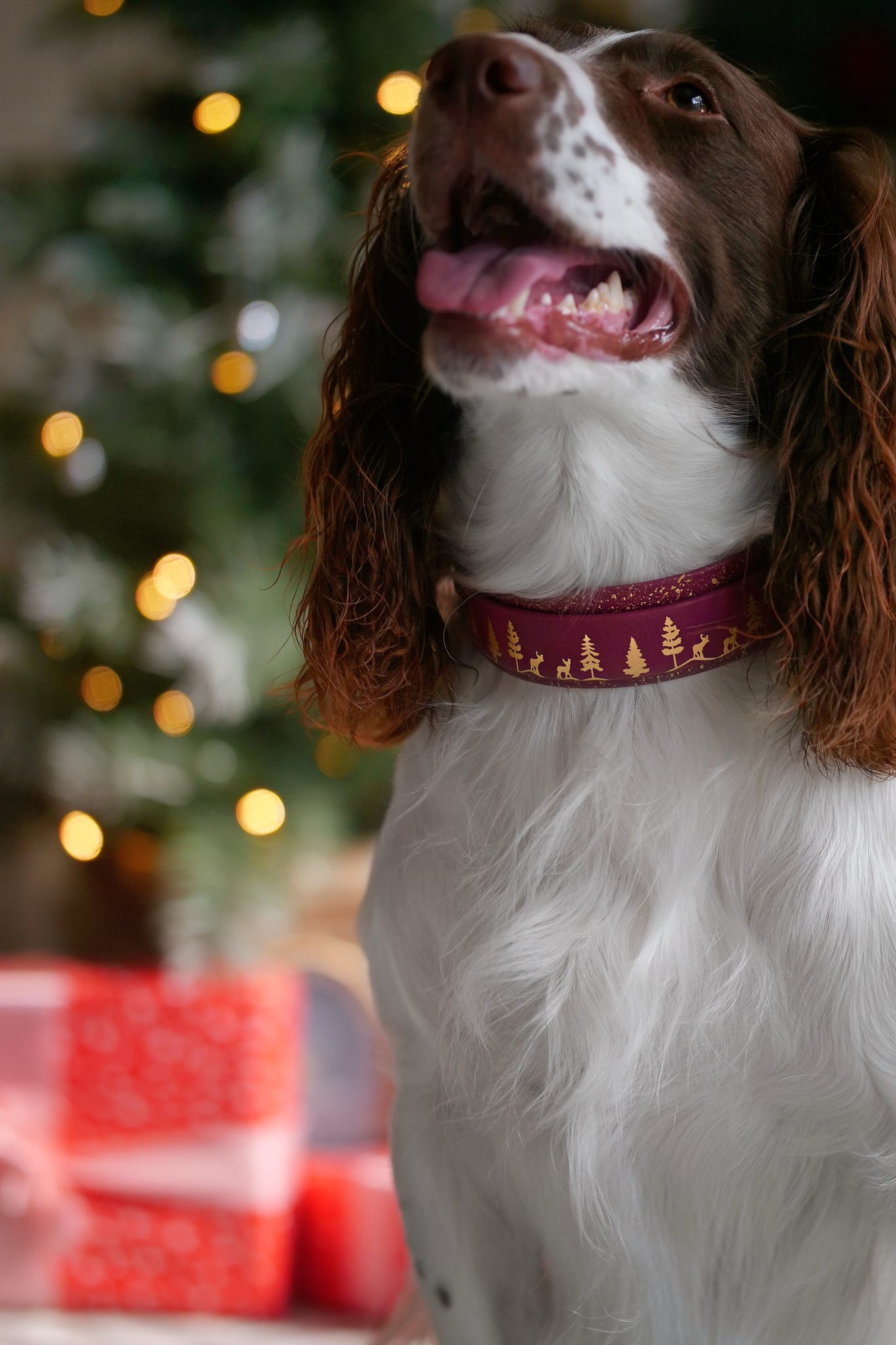 Fawn Hollow - Embossed Hound Collar