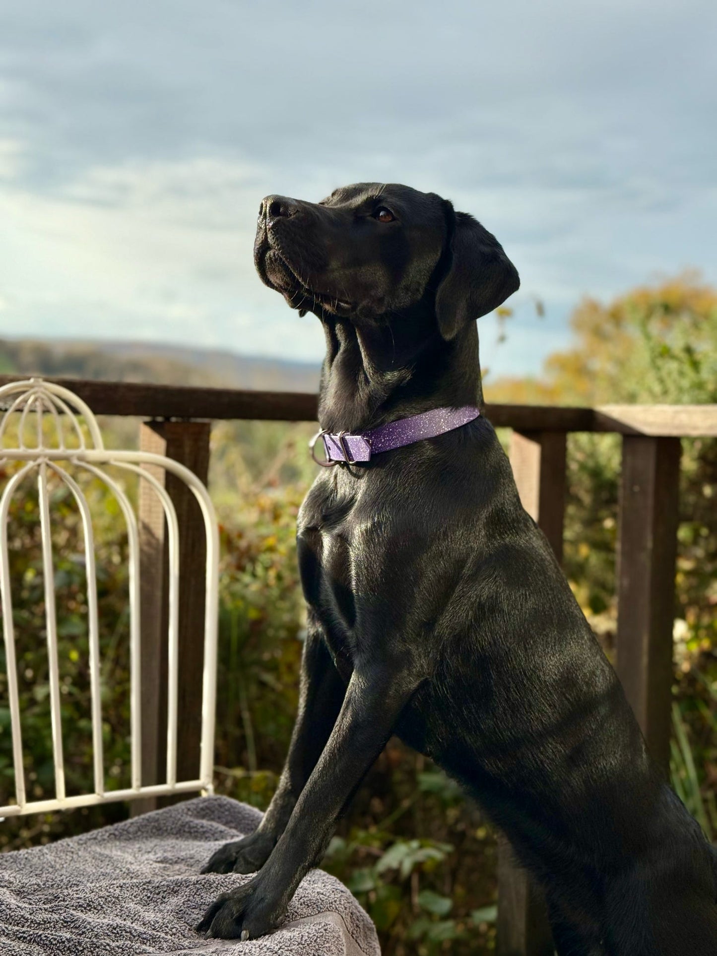 Wisteria - SS Explorer Collar