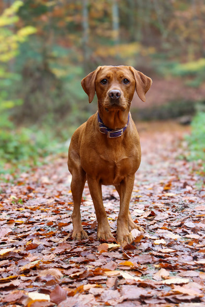 Wisteria - SS Explorer Collar