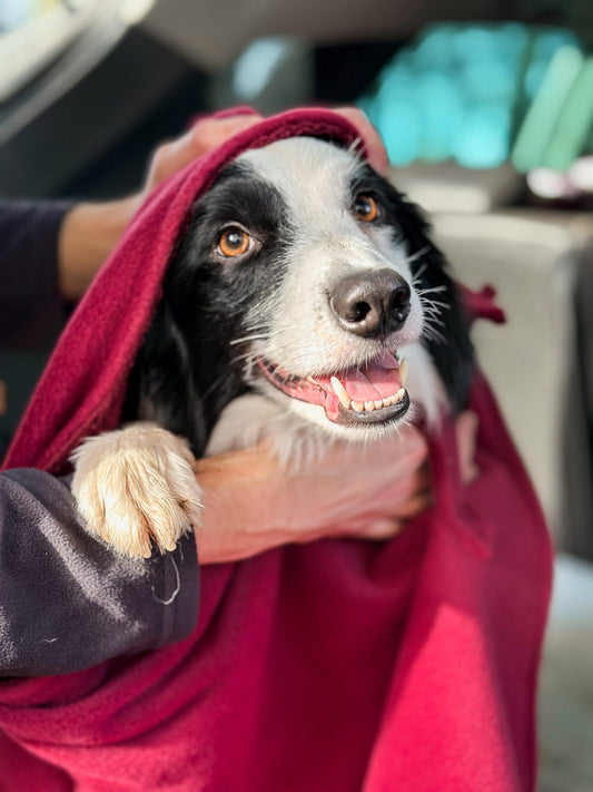 Merlot Luxury Dog Towel