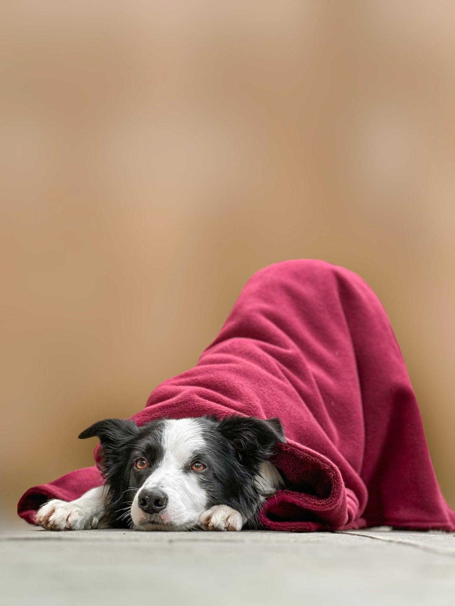 Merlot Luxury Dog Towel