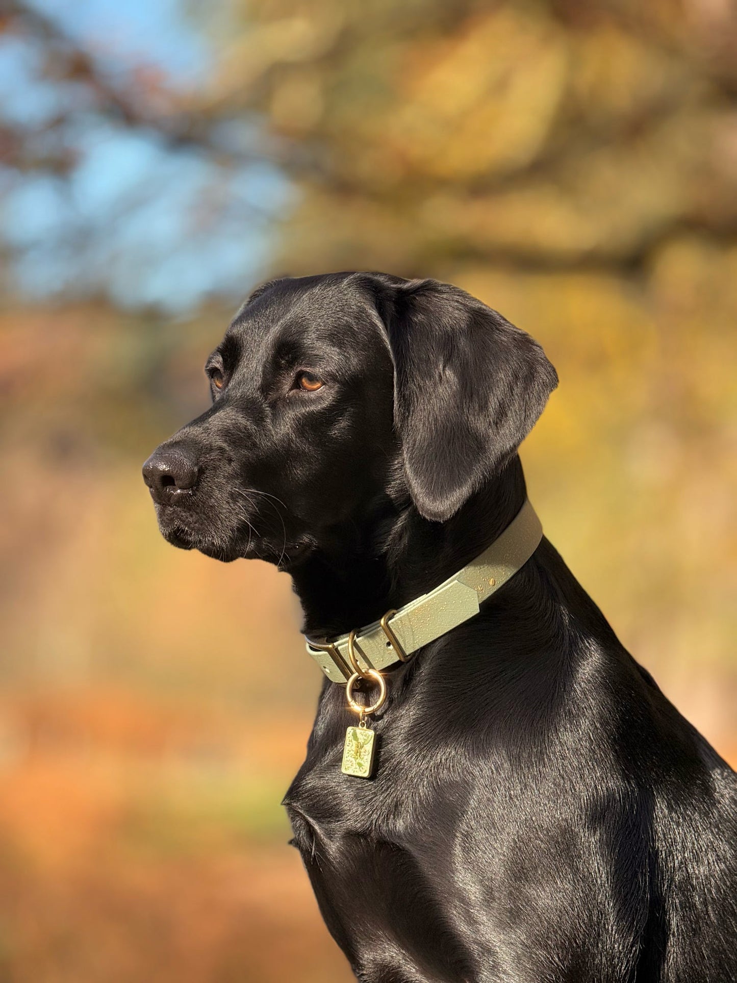 Bracken - SS Explorer Collar