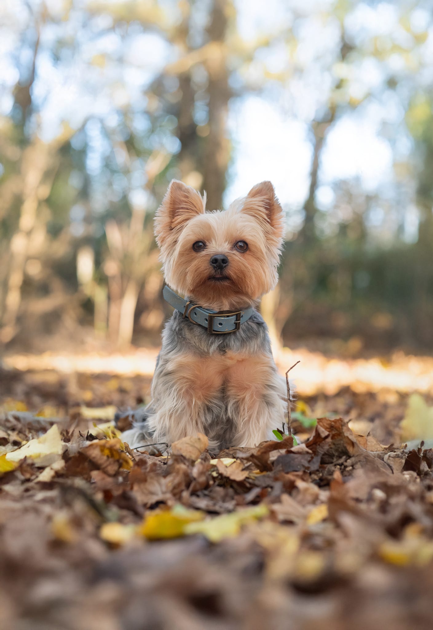 Golden Slate - SS Explorer Collar