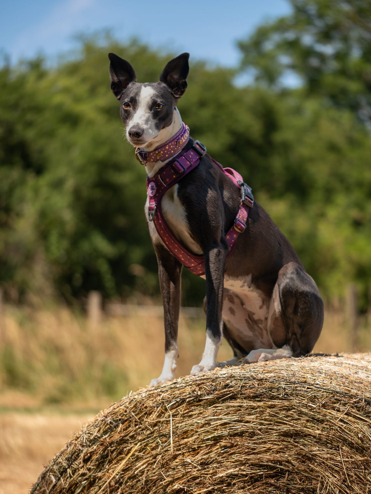 Starlight - Embossed Hound Collar