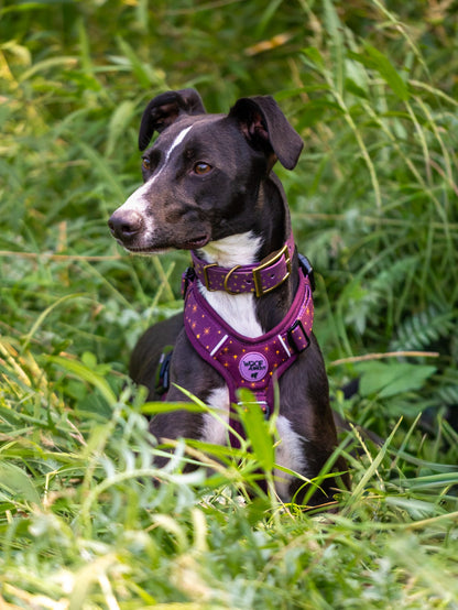 Starlight - Embossed Hound Collar
