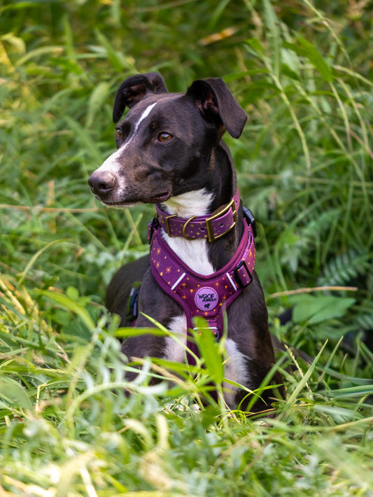 Starlight - Embossed Hound Collar
