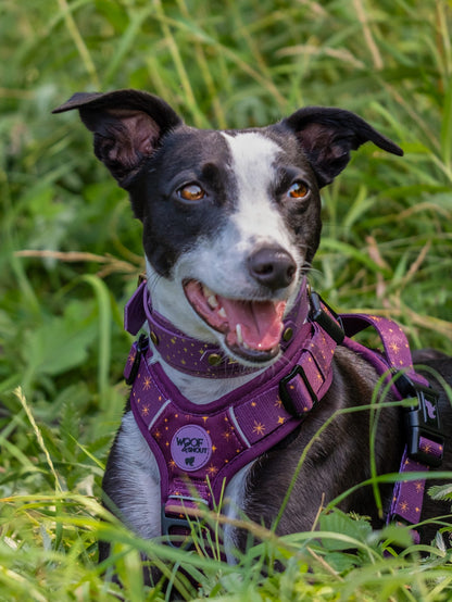 Starlight - Embossed Hound Collar