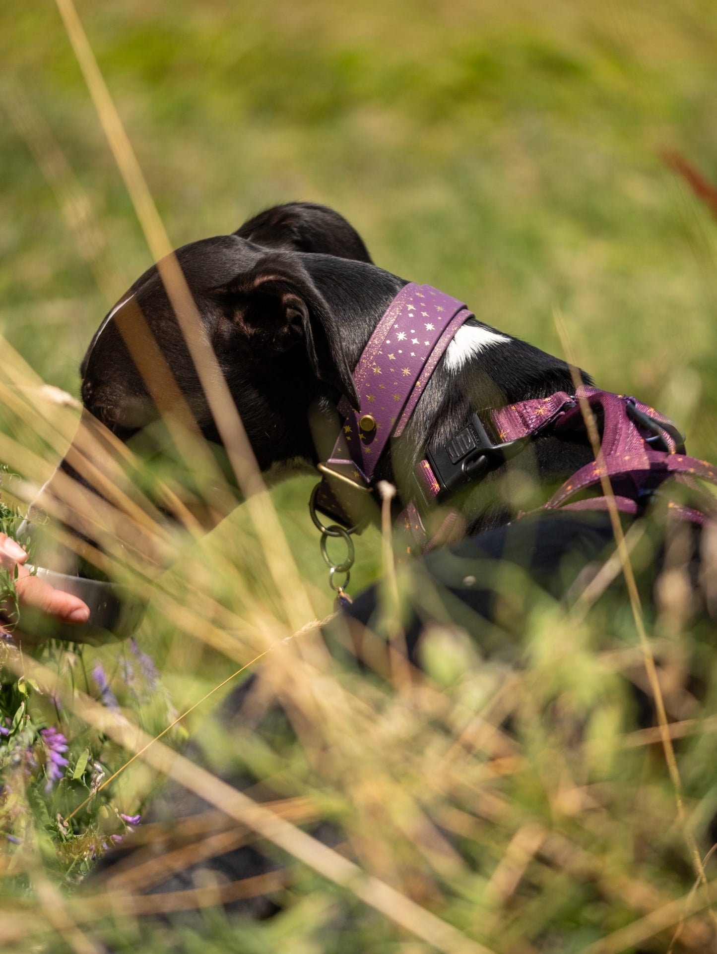 Starlight - Embossed Hound Collar