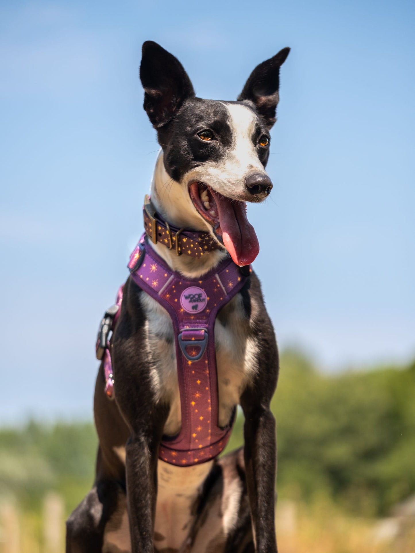Starlight - Embossed Hound Collar