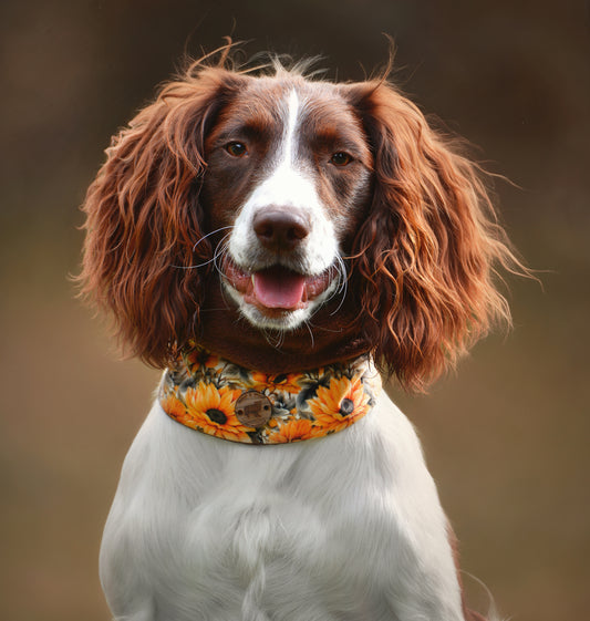 Fields of Gold Dog Snood