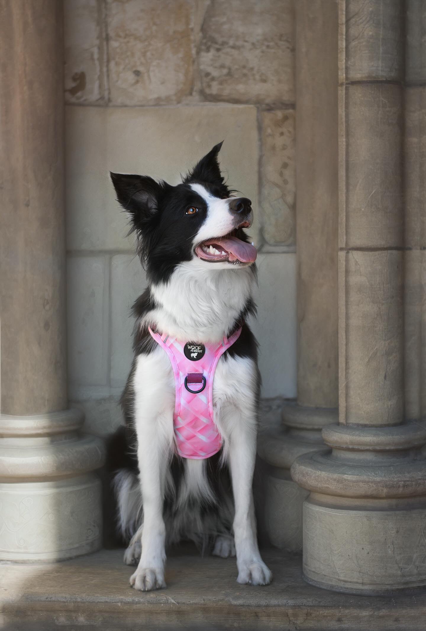 Mystery Explorer Dog Harness