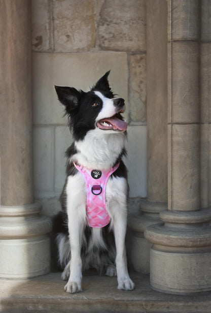 Mystery Explorer Dog Harness