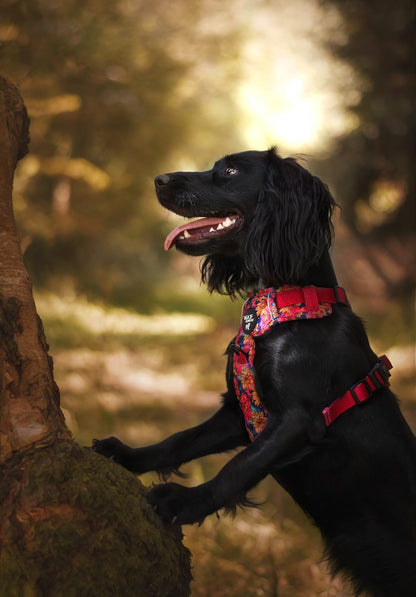 Flora Explorer Dog Harness