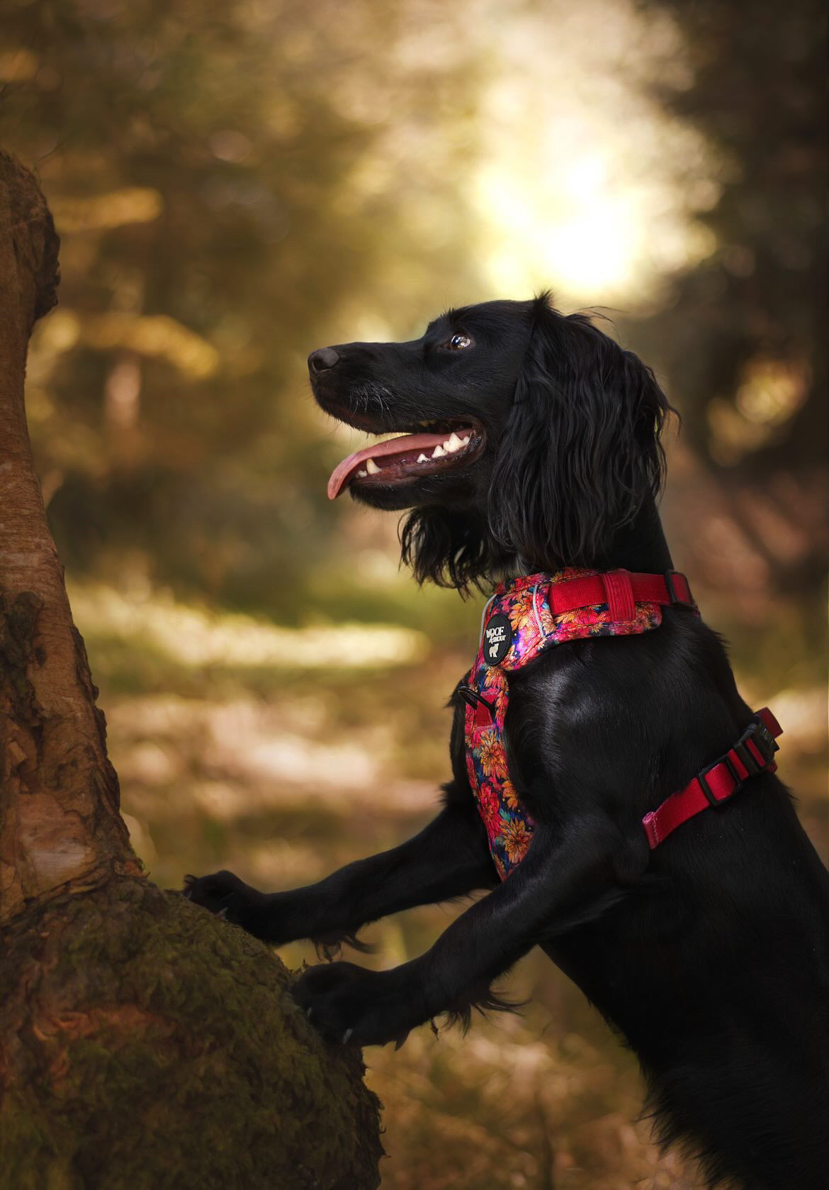 Mystery Explorer Dog Harness