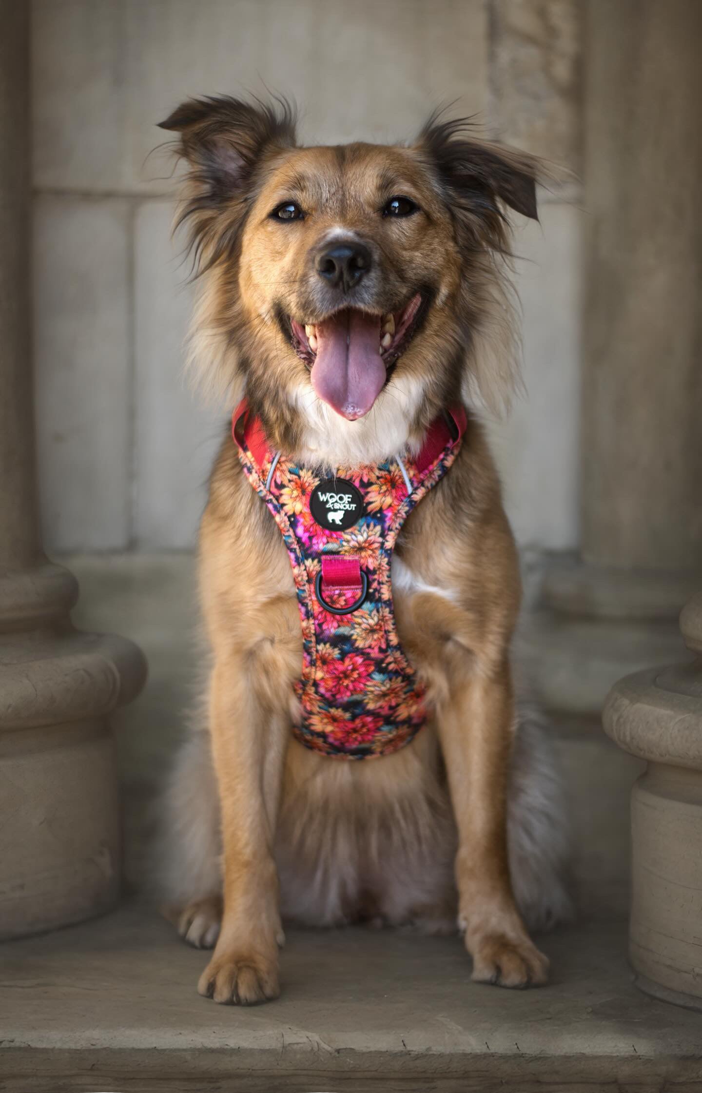 Flora Explorer Dog Harness