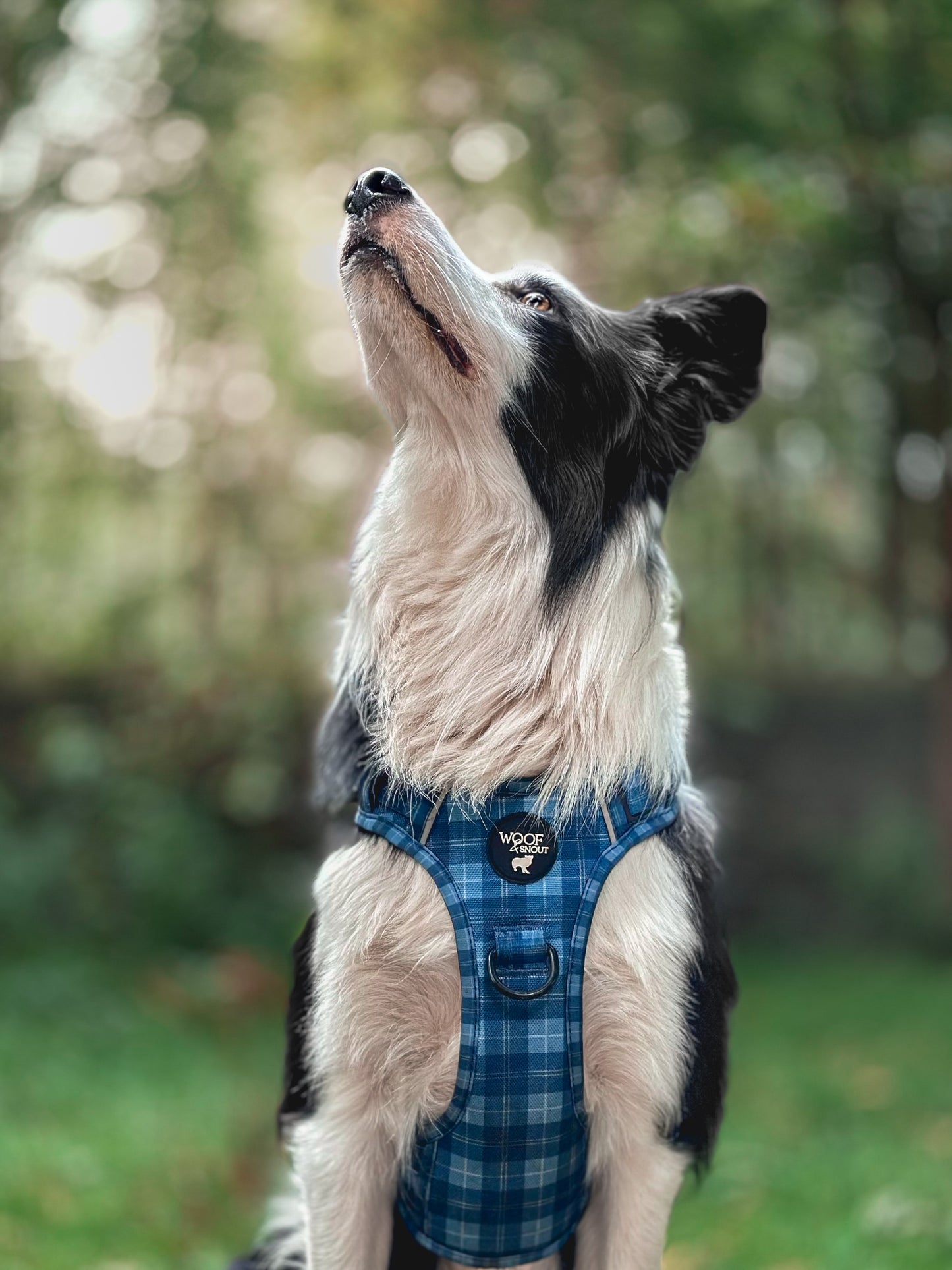 Windermere Explorer Dog Harness