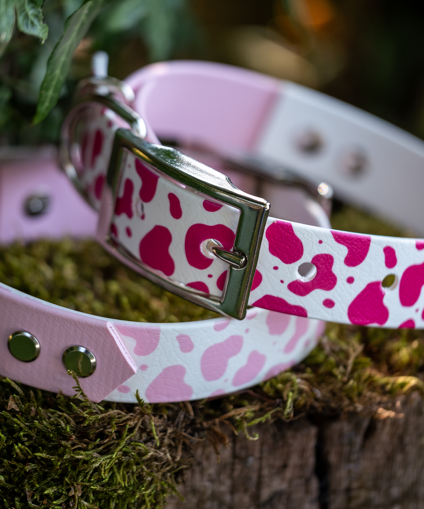 Yee-Haw! - Arrow Explorer Collar