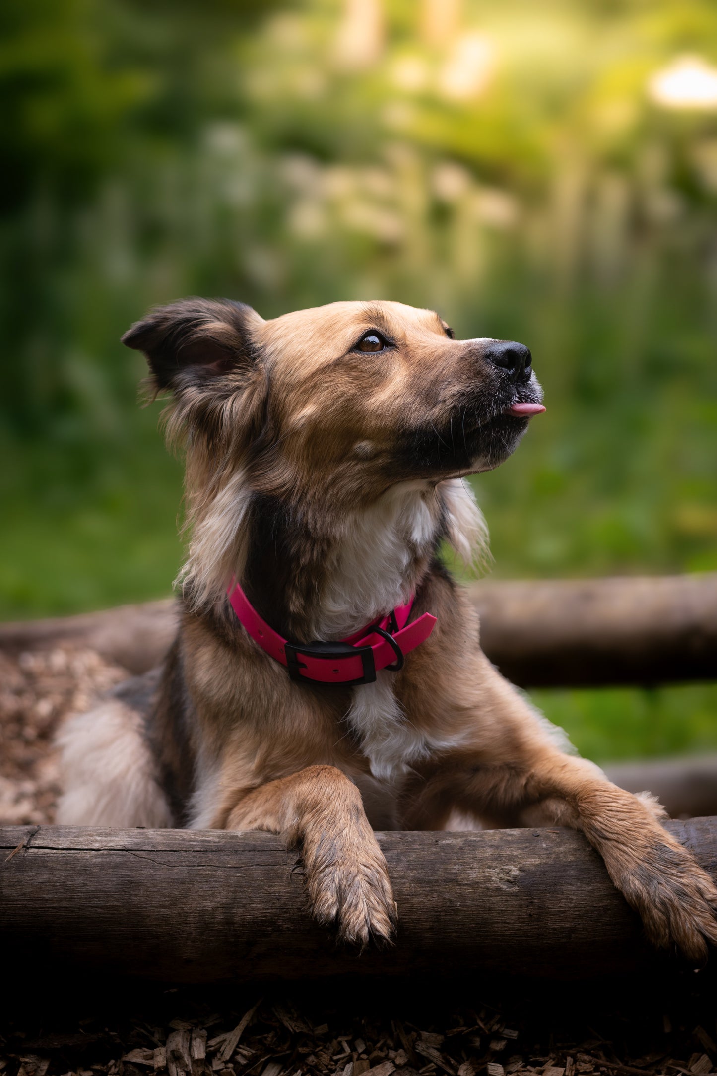 Pink Chic - Biothane Dog Collar (Waterproof)