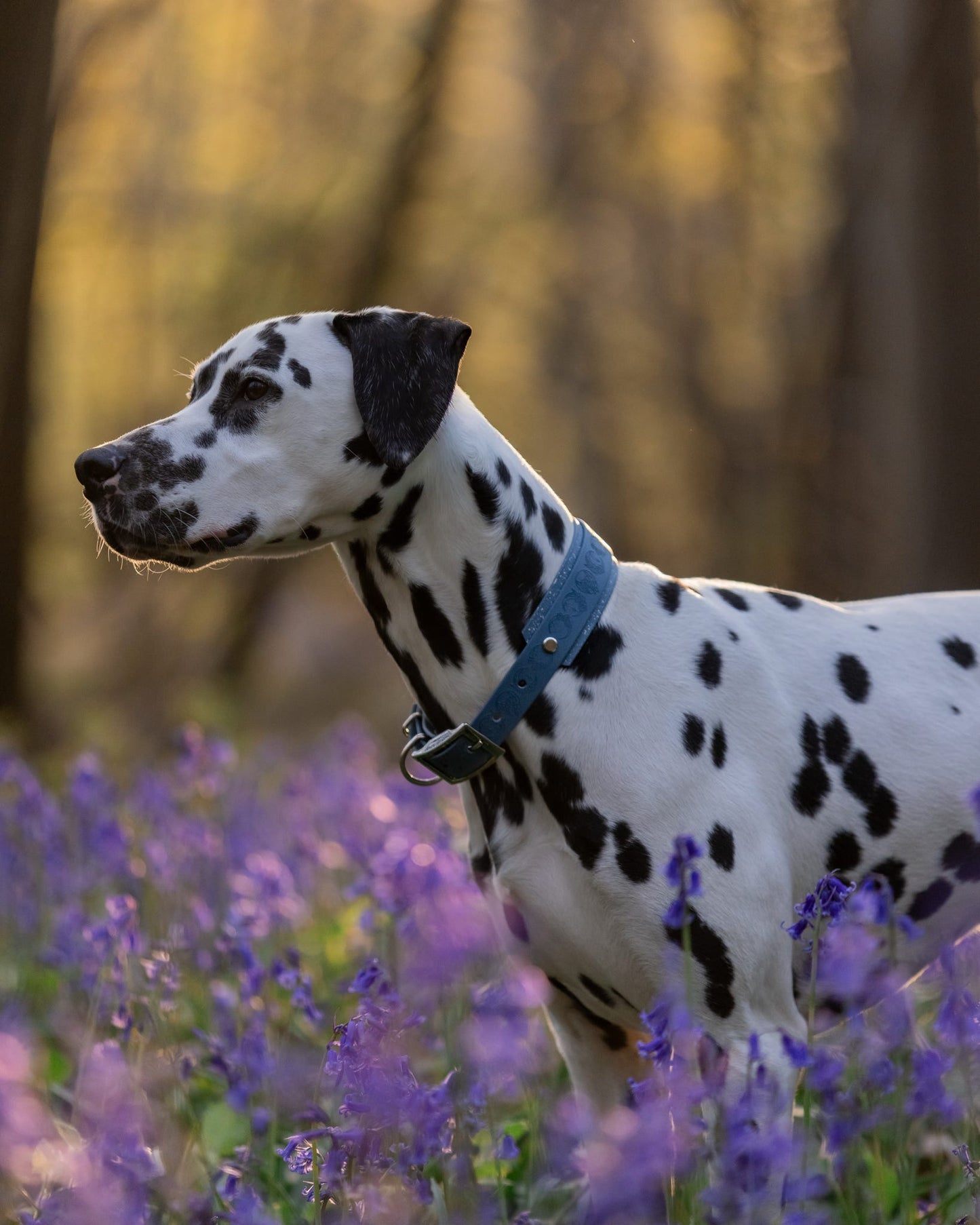 Lunar Moons - Embossed Hound Collar
