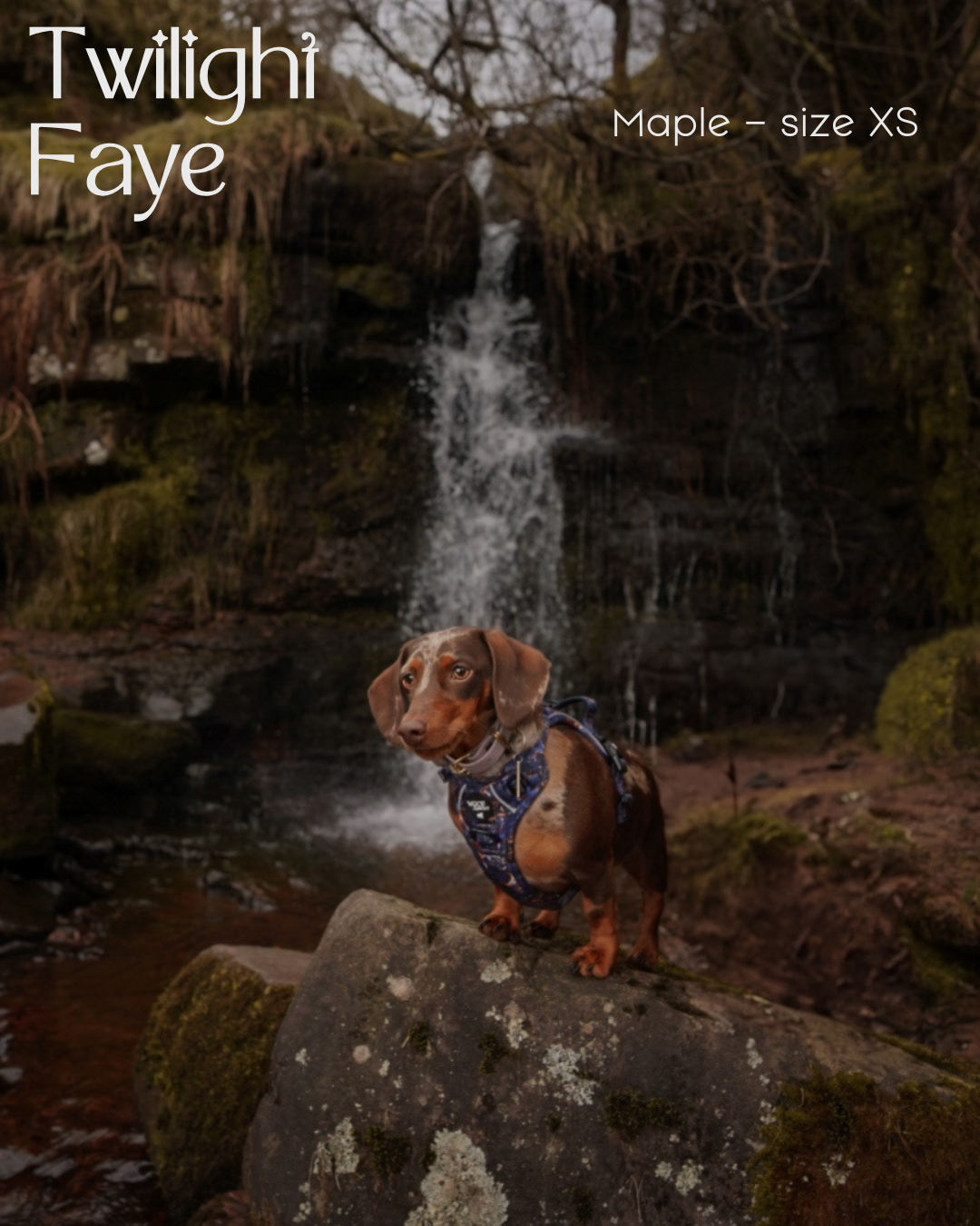 Twilight Faye Explorer-Lite Dog Harness