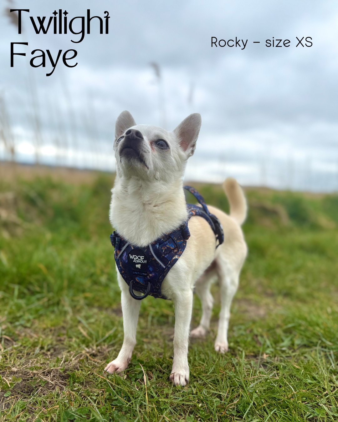 Twilight Faye Explorer-Lite Dog Harness