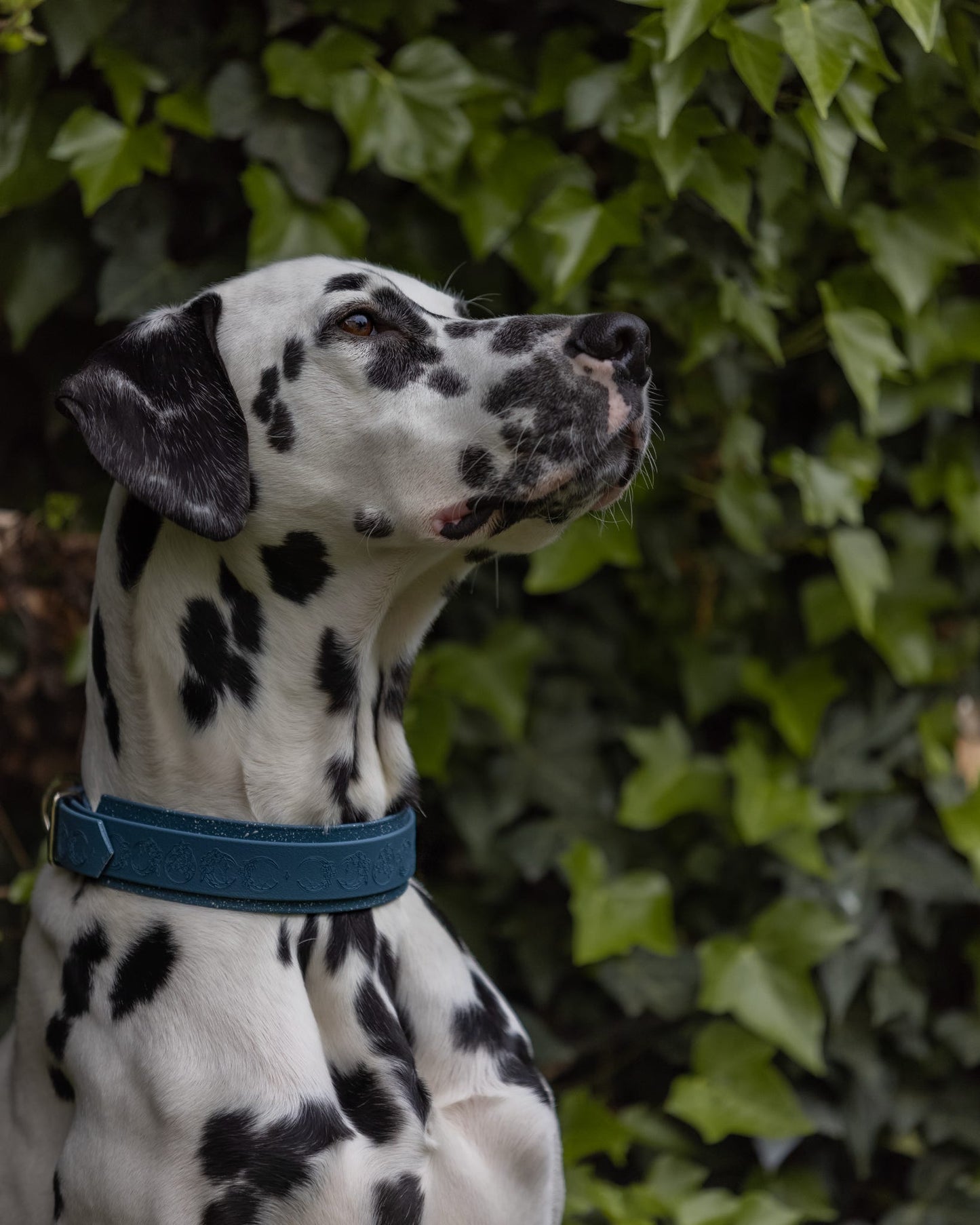 Lunar Moons - Embossed Hound Collar