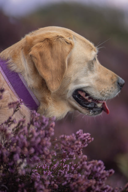Butterfly Thicket - Embossed Hound Collar