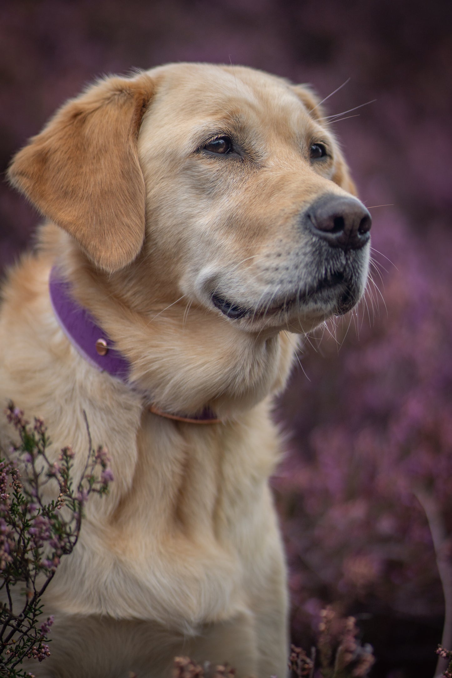 Butterfly Thicket - Embossed Hound Collar