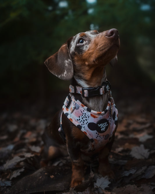 First Dawn - Dog Collar