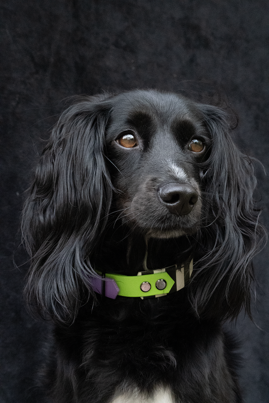 Strange and Unusual - Explorer Hound Collar