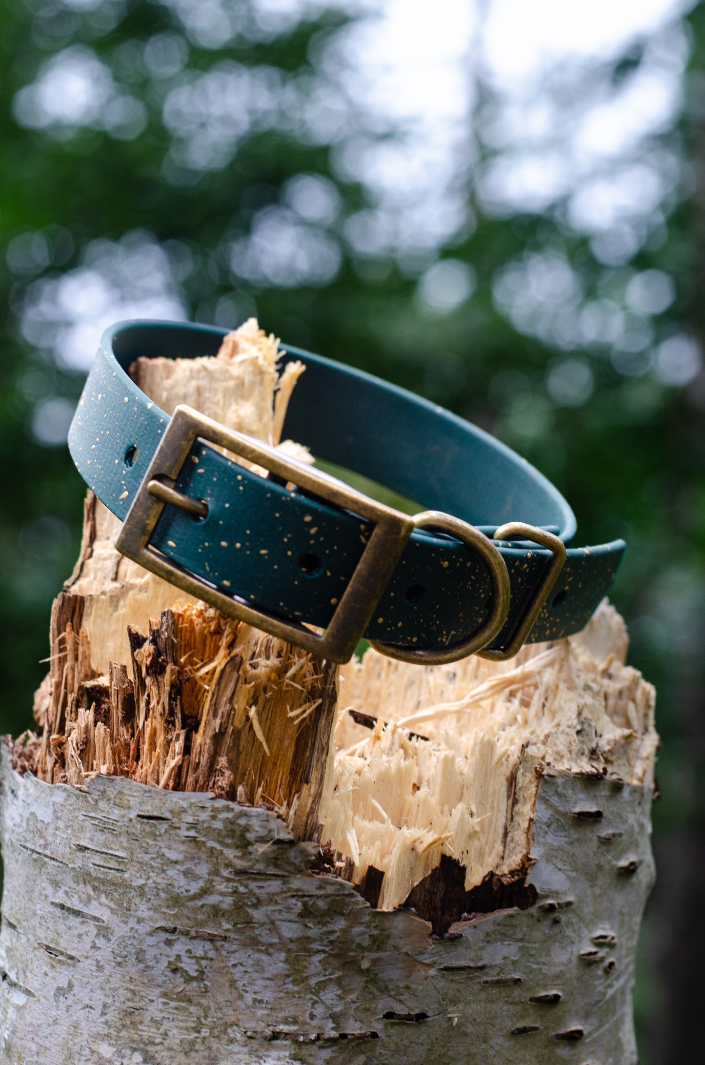 Celestial Forest Dog Collar