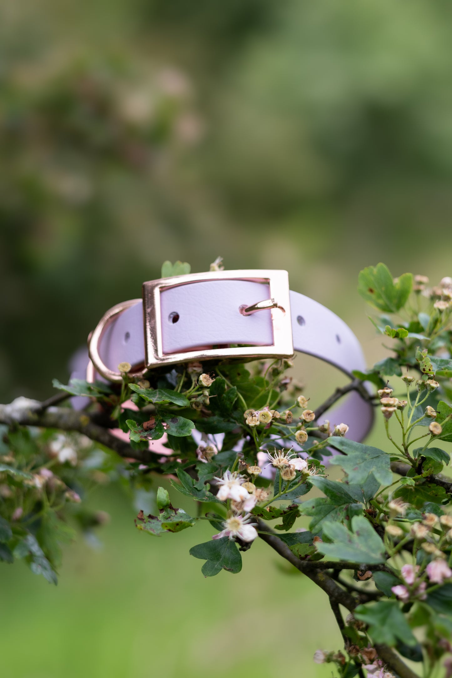 Lilac - Biothane Dog Collar (Waterproof)