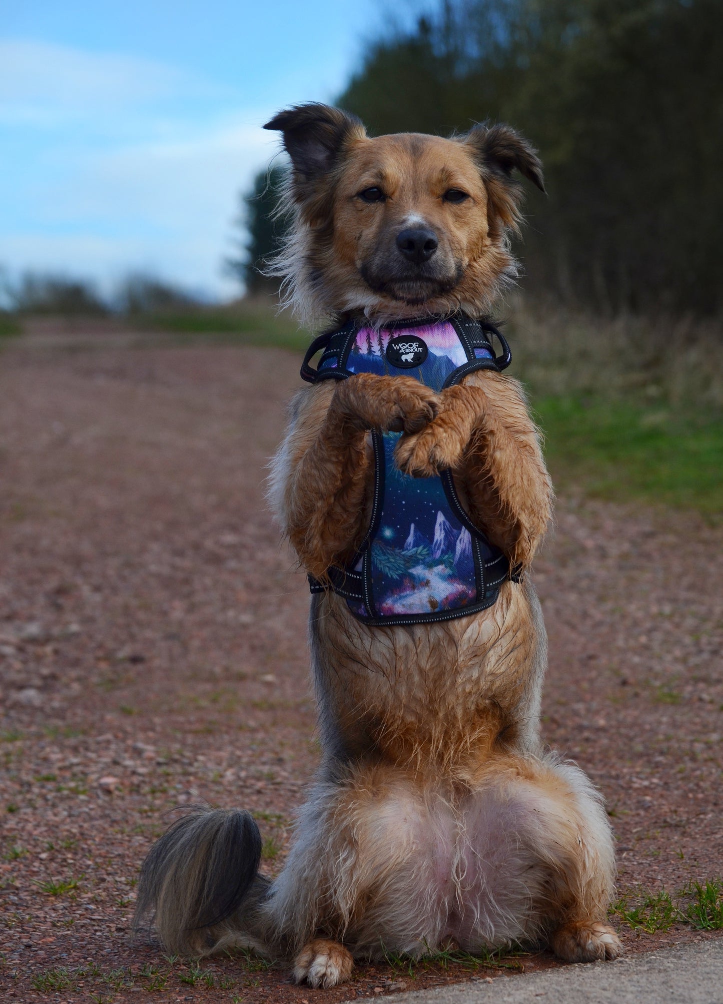 Aurora Explorer Dog Harness