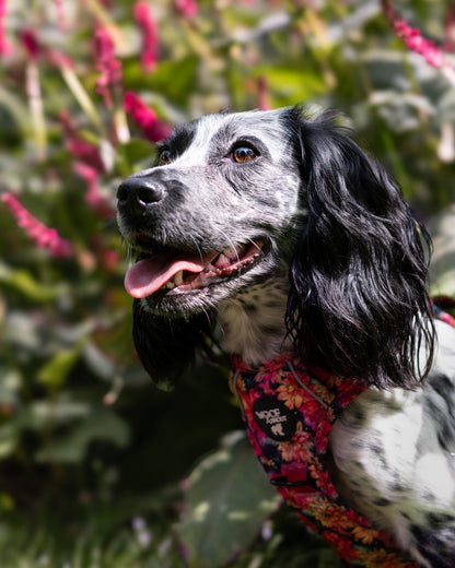 Flora Explorer Dog Harness