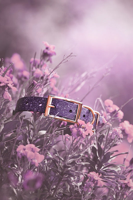 Wisteria - SS Explorer Collar