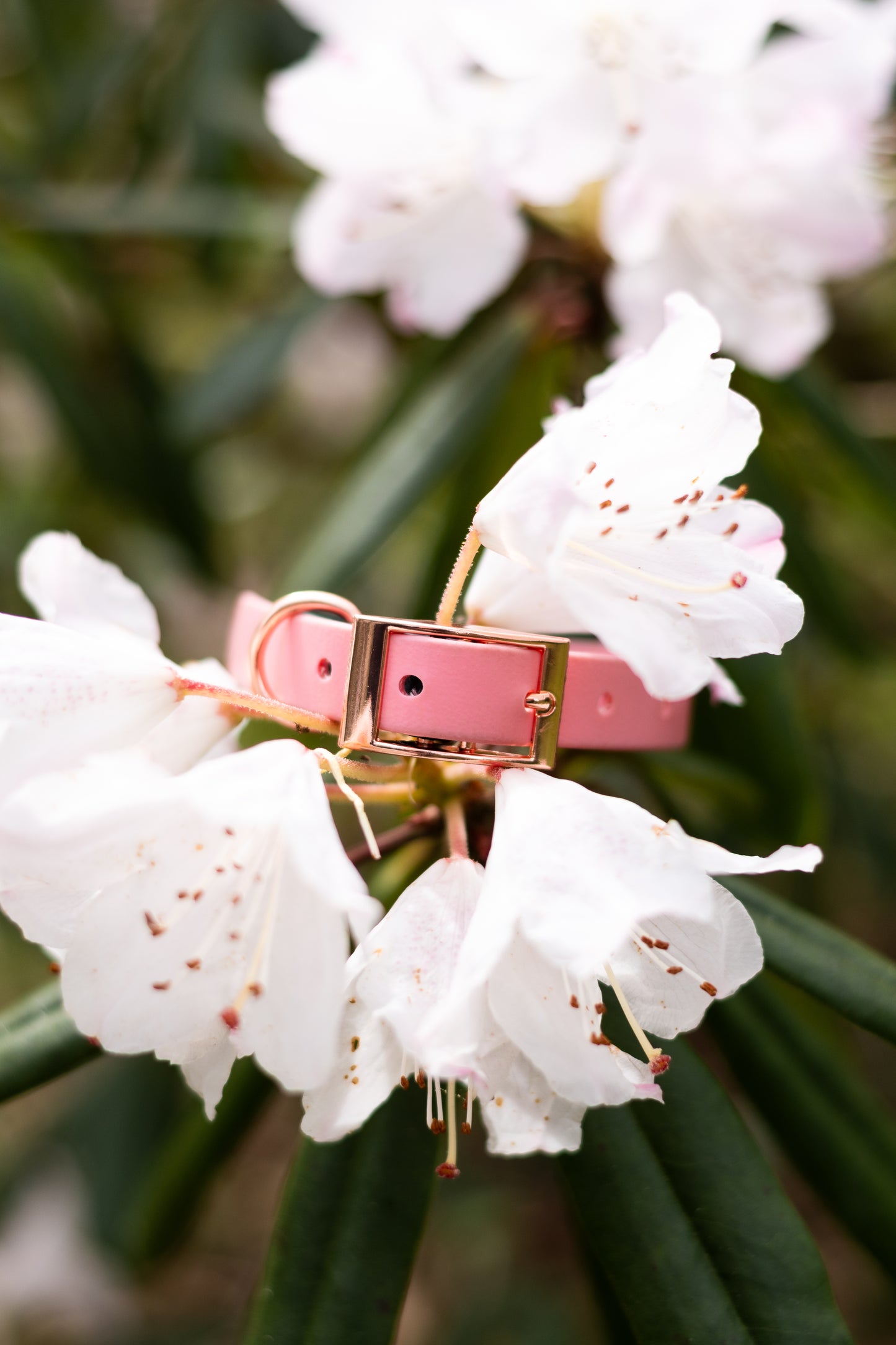 Sakura - Explorer Collar