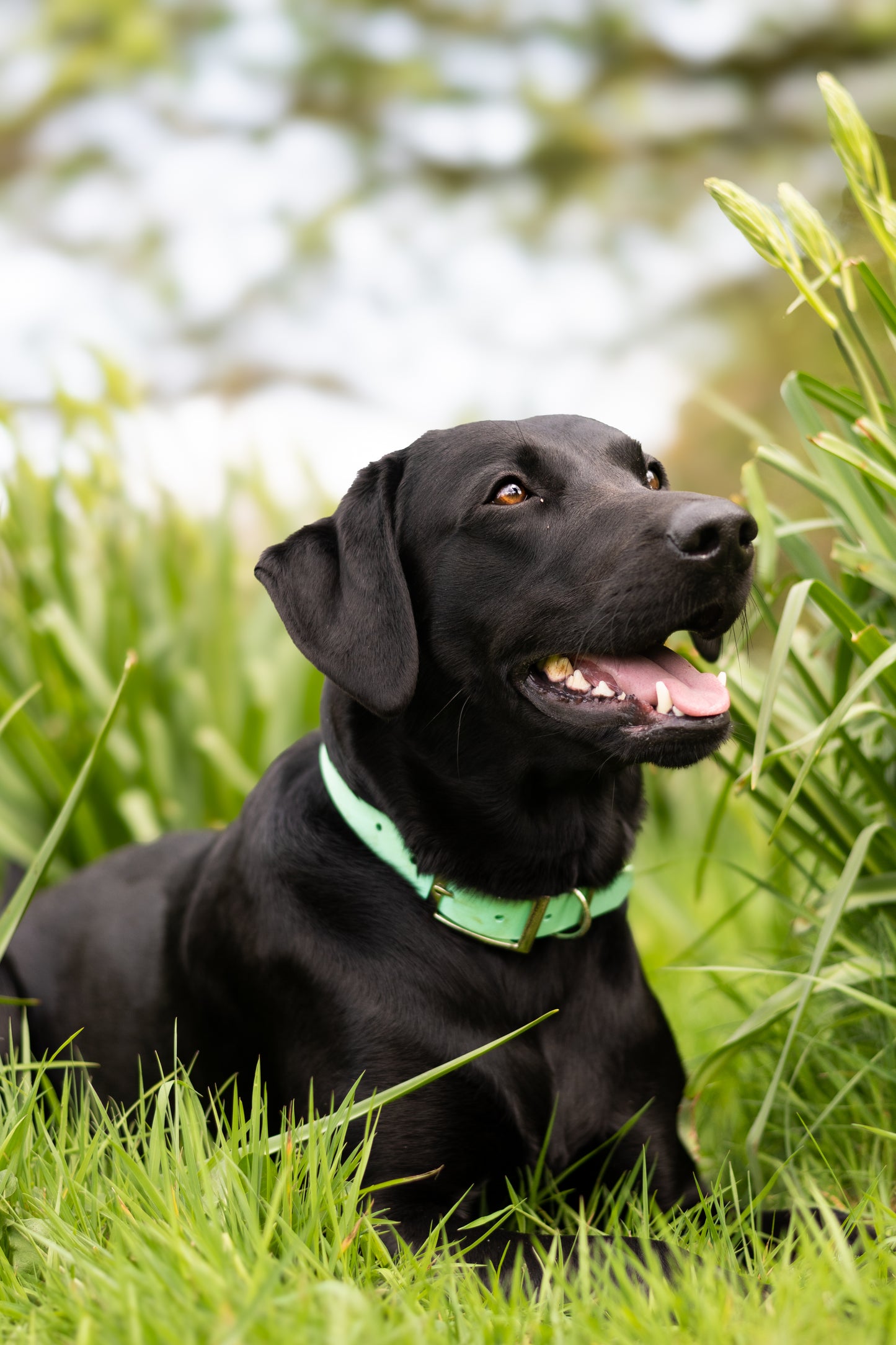 Mint Sea - Biothane Dog Collar (Waterproof)