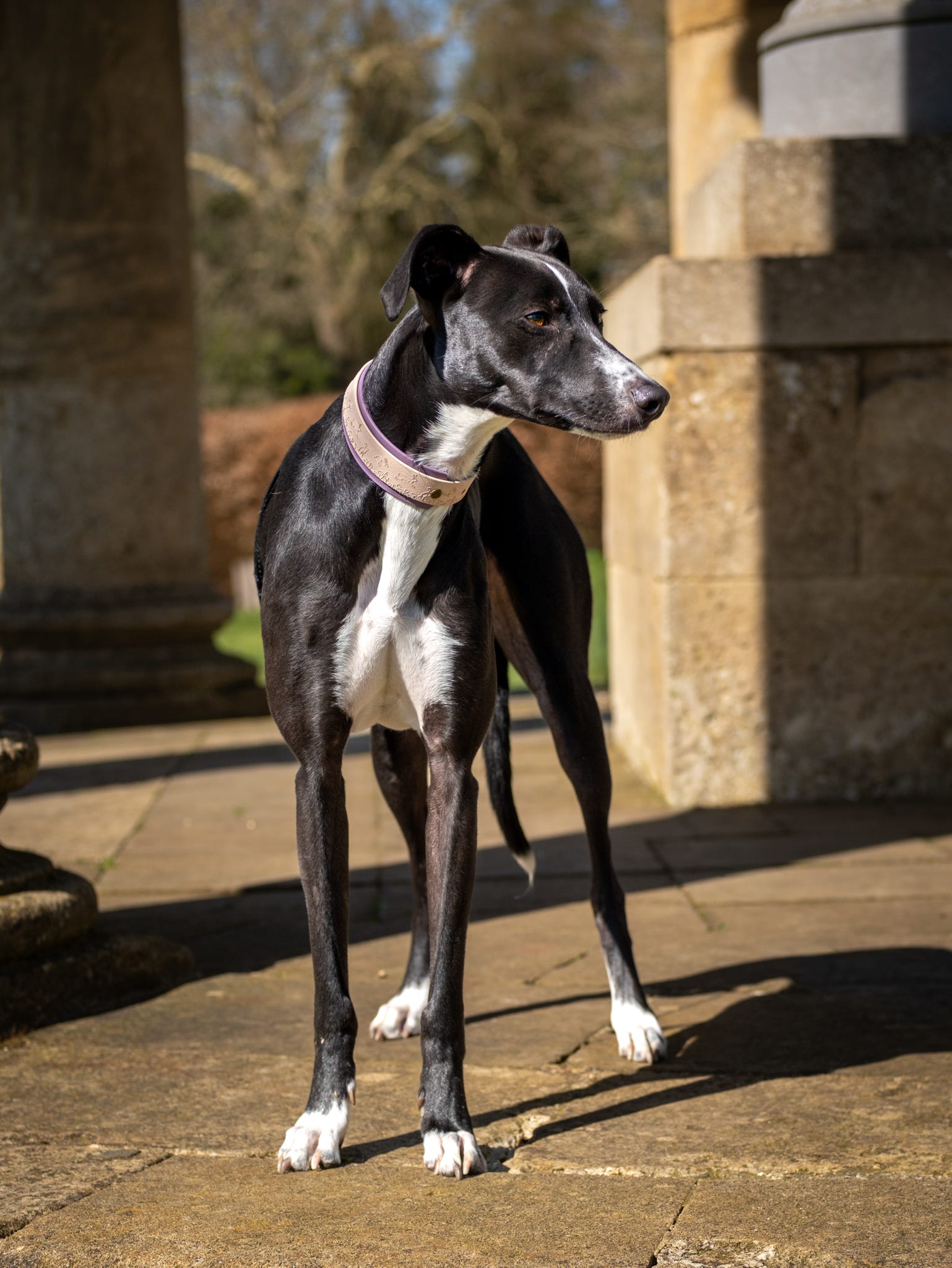 Black and white sighthound wearing champagne and mauve Wild Hare hound dog collar outdoors in countryside setting
