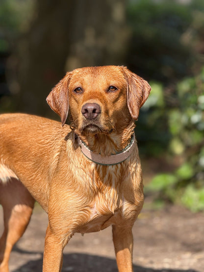 Wild Hare (Moss) - Embossed Hound Collar