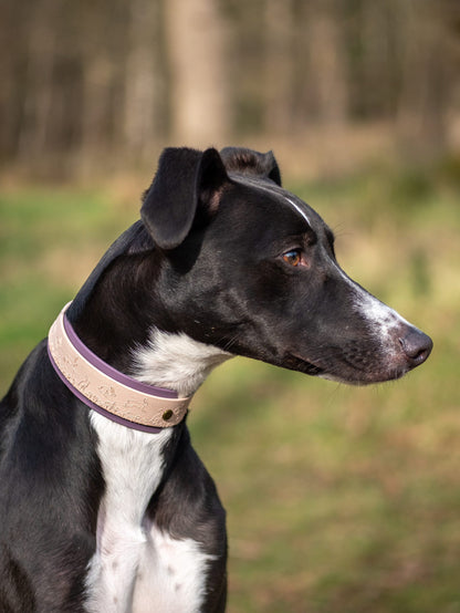 Close-up of sighthound wearing embossed Wild Hare dog collar with hare and wildflower pattern