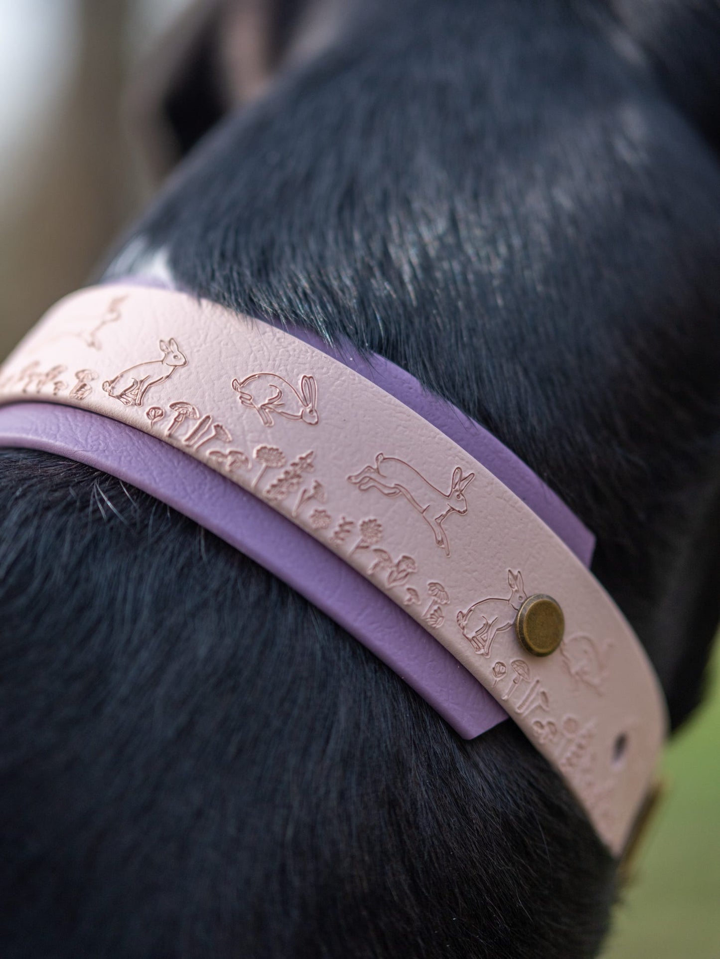 Rear view of dog wearing mauve backed Wild Hare hound collar in woodland setting