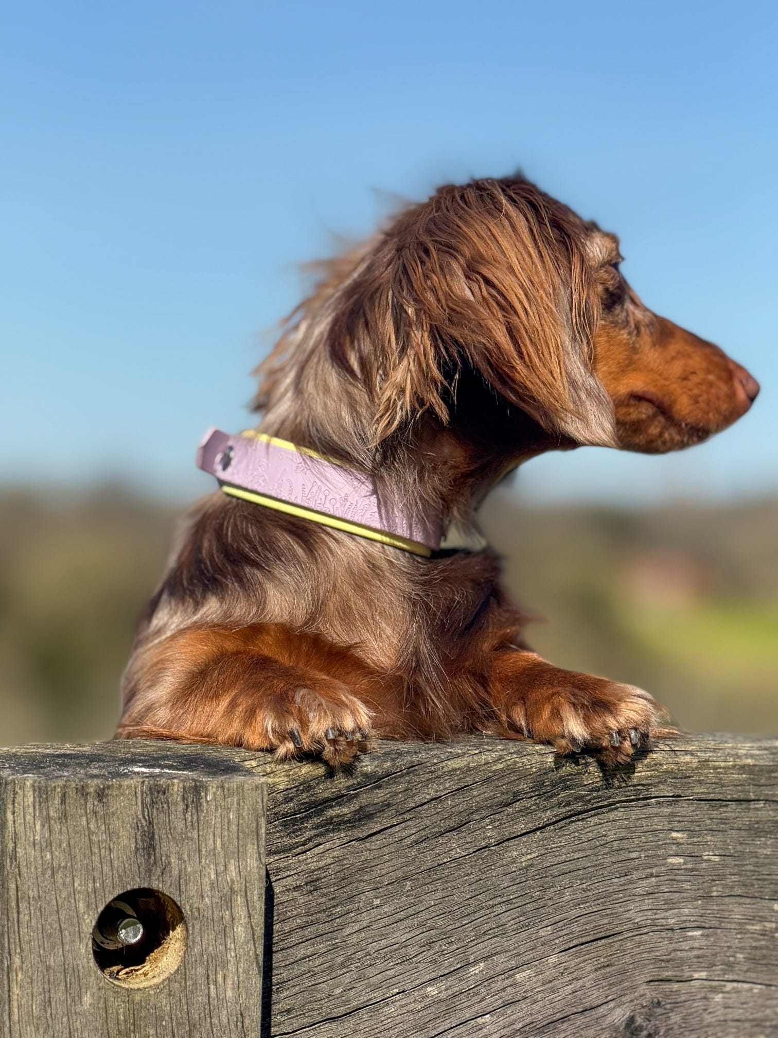Dachshund wearing lilac floral dog collar outdoors on wooden fence