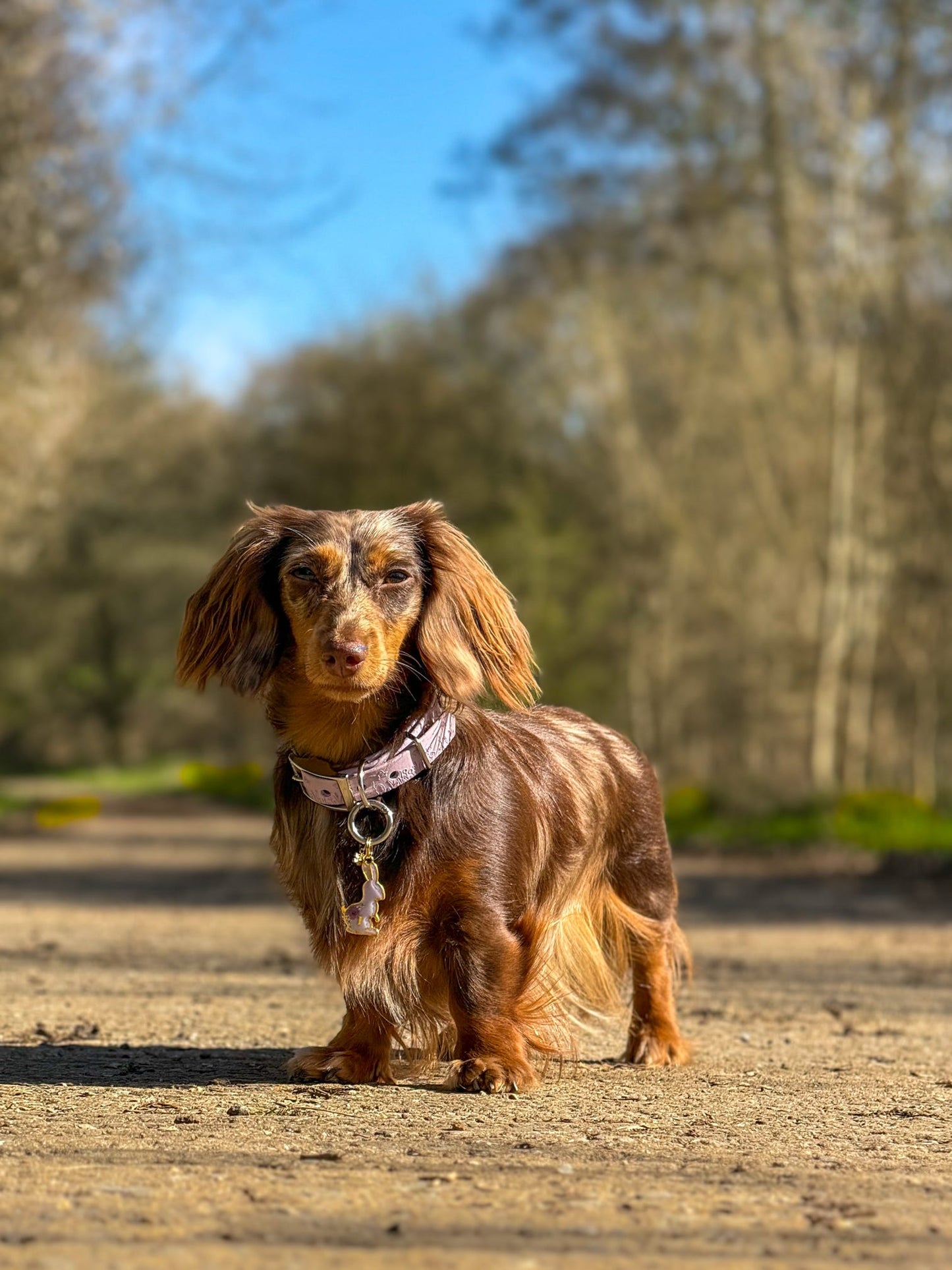 Long haired dachshund wearing pastel purple bee dog collar on countryside path