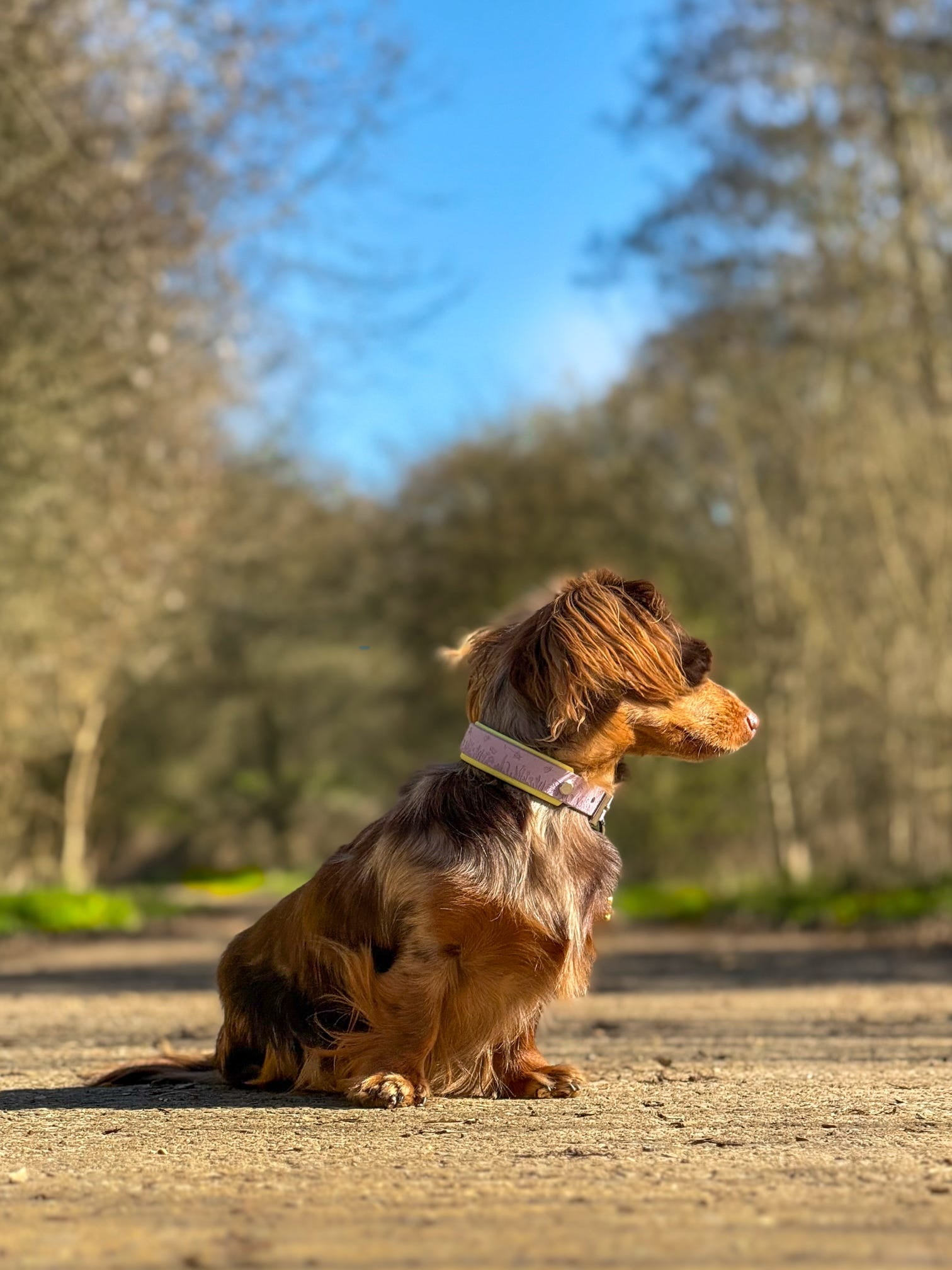 Dachshund sitting outdoors wearing lilac and yellow floral dog collar
